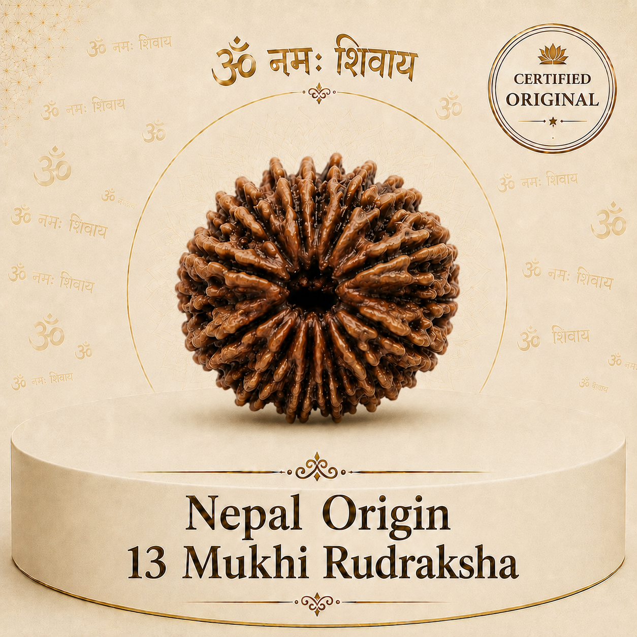 13 Mukhi Rudraksha (Nepal Origin)
